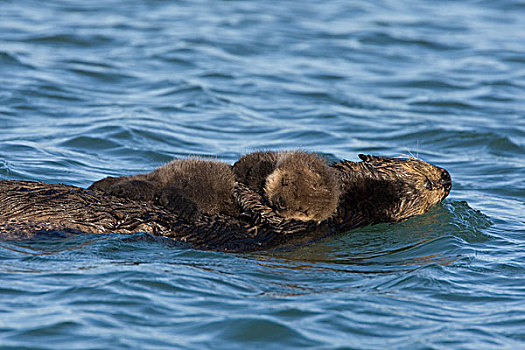海獭,母亲,游泳,拿着,困,2-3岁,星期,老,幼仔,蒙特利湾,加利福尼亚