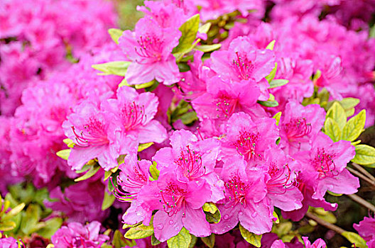 粉色,杜鹃花属植物,花,北莱茵威斯特伐利亚,德国,欧洲