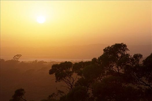 日落,高处,桉树,树林,南方,澳大利亚