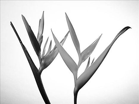 棚拍,两个,海里康属植物,黑白照片