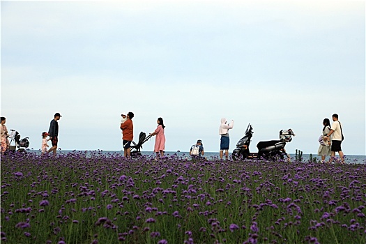 山东省日照市,游客漫步阳光海岸,看大海游花海吹海风享受惬意生活