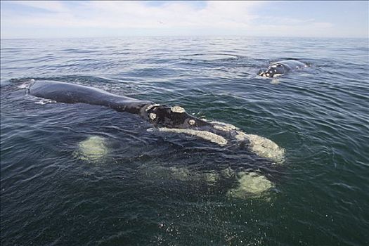 南露脊鲸,成年,游泳,头部,南非,非洲