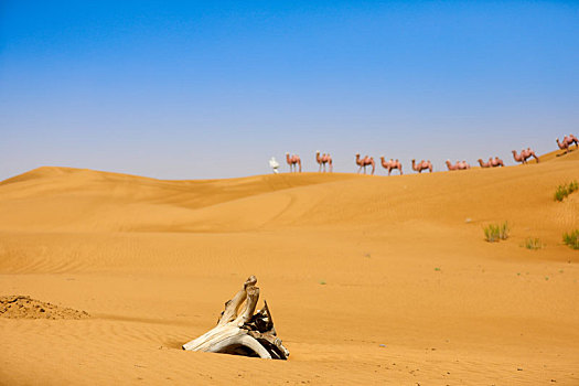 腾格里沙漠骆驼