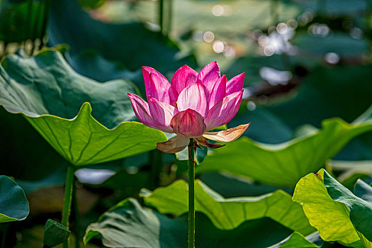 河南滑县,荷花盛开