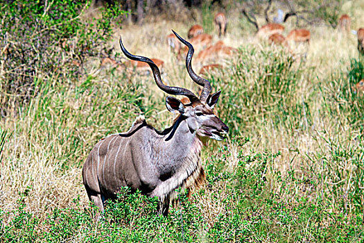 雄性,大捻角羚,克鲁格国家公园,南非,非洲