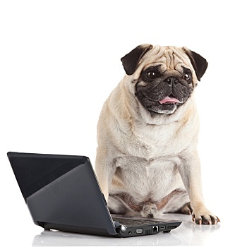 哈巴狗,笔记本电脑