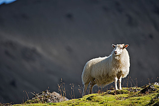 绵羊,站立,边缘,山
