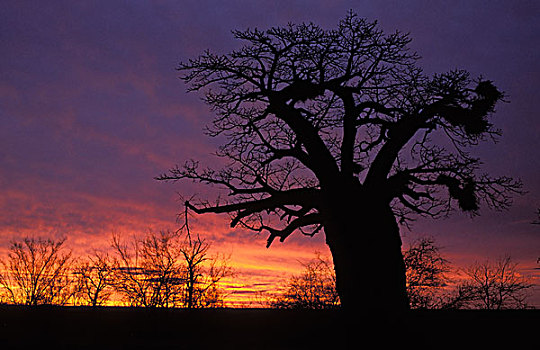猴面包树,黄昏,克鲁格国家公园,南非,非洲