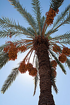 仰视,枣,树,阳光,蓝天,棕榈泉,加利福尼亚,美国