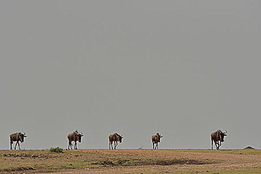 西部,地平线,三角形,马赛马拉国家保护区,肯尼亚,非洲