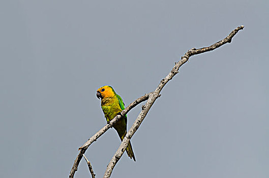 长尾鹦鹉,博奈尔岛,荷属安的列斯,加勒比