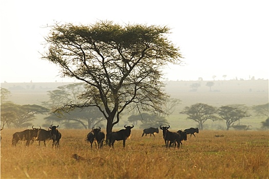 塞伦盖蒂,国家公园,坦桑尼亚