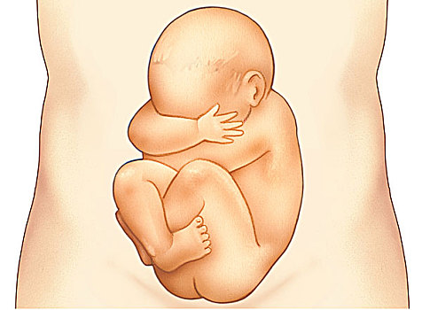 胎儿,位置,腹部,母亲