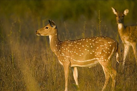 轴,鹿,花鹿,母鹿,班德哈维夫国家公园,印度