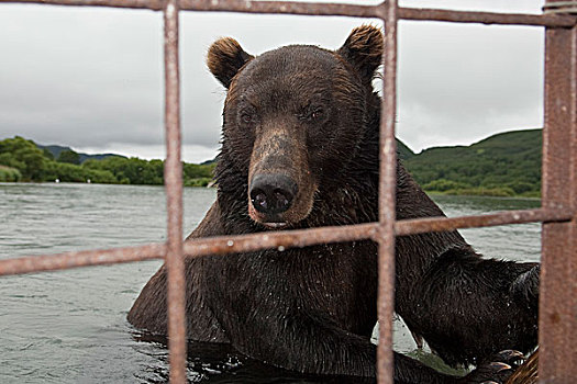 棕熊,看穿,笼子,堪察加半岛,俄罗斯
