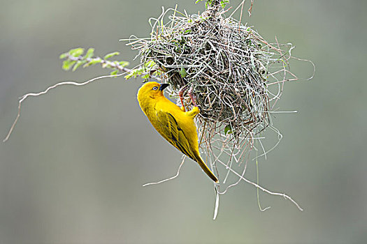 金色,织布鸟,鸟窝,马赛马拉国家保护区,肯尼亚,非洲
