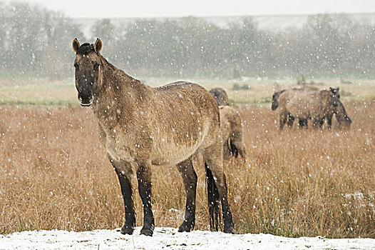 原始,马,牧群,站立,雪,遮盖,火腿,自然,自然保护区,英格兰,英国,欧洲