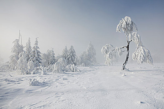 小,积雪,桦树,山,北方,黑森林,高,雾,巴登符腾堡,德国,欧洲