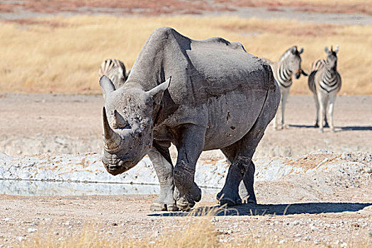 黑犀牛,雄性,走,斑马,水潭,埃托沙国家公园,纳米比亚,非洲