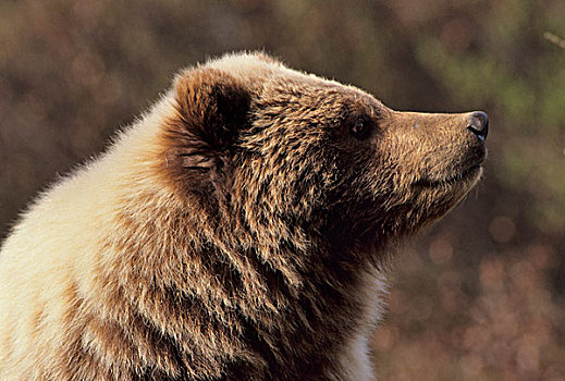 美国,阿拉斯加,大灰熊,德纳里峰国家公园