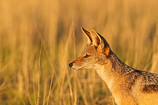 黑背狐狼,黑背豺,草地,头像,卡拉哈里沙漠,卡拉哈迪大羚羊国家公园,南非,非洲