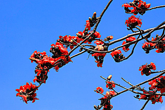 木棉花