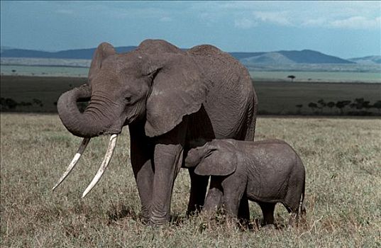 非洲象,哺乳,年轻,马塞马拉野生动物保护区,肯尼亚