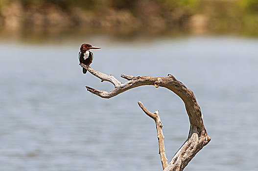 翠鸟,坐,木头,国家公园,斯里兰卡,亚洲