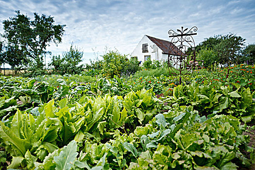 蔬菜,床,小屋