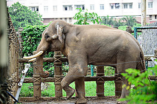 胡志明动物园的大象