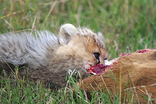 小猎豹,吃,肉,杀死,马赛马拉,肯尼亚,东非
