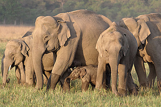 亚洲象,群,诞生,幼兽