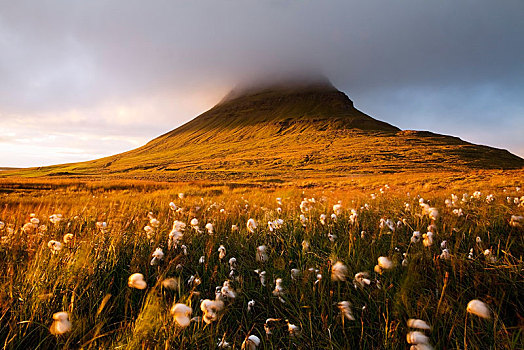 羊胡子草,晚上,亮光,攀升,顶峰,云,靠近,斯奈山半岛,西部,冰岛,欧洲
