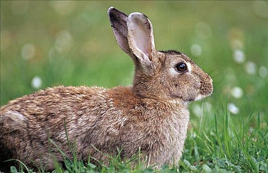 野兔,欧洲野兔,啮齿类动物,哺乳动物,德国,欧洲,复活节,动物