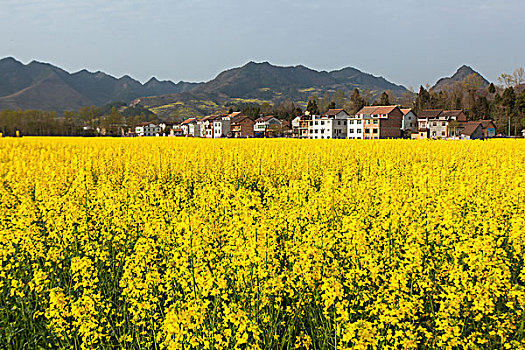 陕西汉中油菜花等