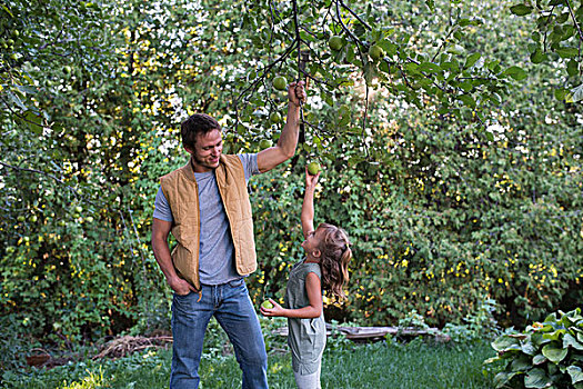 父亲,帮助,女儿,伸手,苹果,树上