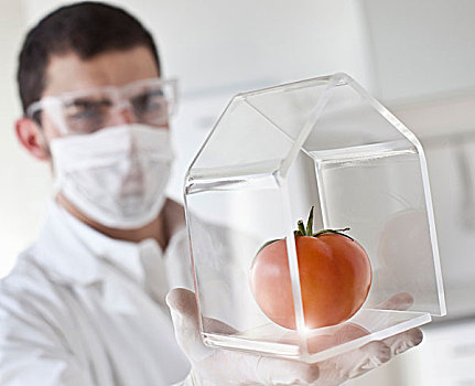 科学家,检查,西红柿,玻璃,罐