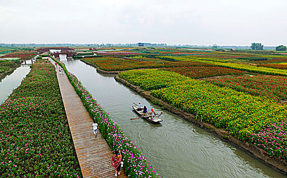 美丽中国,千垛秋景引客来