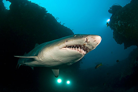 虎鲨,沙鲨属,鱼群,南非,非洲