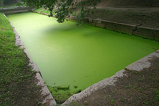 绿色池水