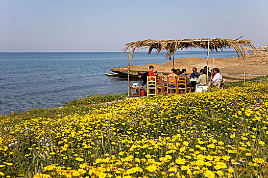 野餐区,草地,雏菊,海滩,塞浦路斯,希腊,欧洲