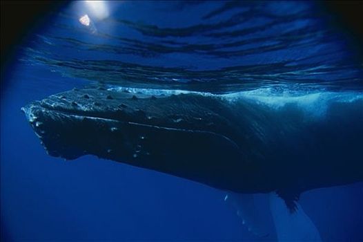 成年,驼背鲸,表面,海洋,多米尼加共和国
