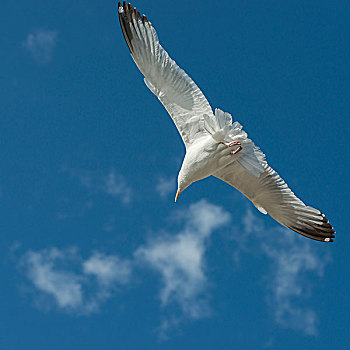 海鸥,飞,空中,湖,木头,安大略省,加拿大
