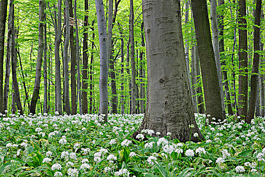 春天,树林,熊葱,葱属植物,茂密,绿叶,海尼希,国家公园,图林根州,德国