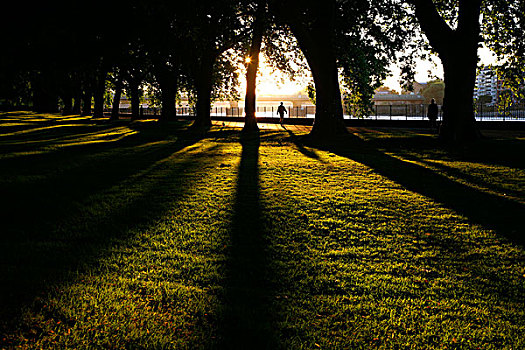 低,落日,树,公园,伦敦,英国