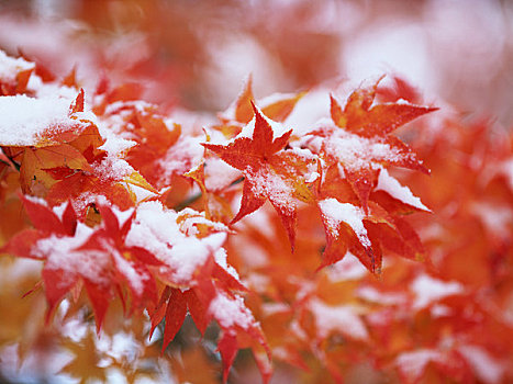 雪,枫树,叶子