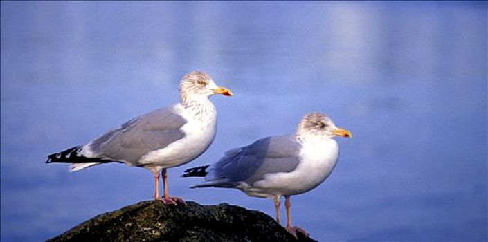 莫尔比昂省,法国,海鸥,石头,海中