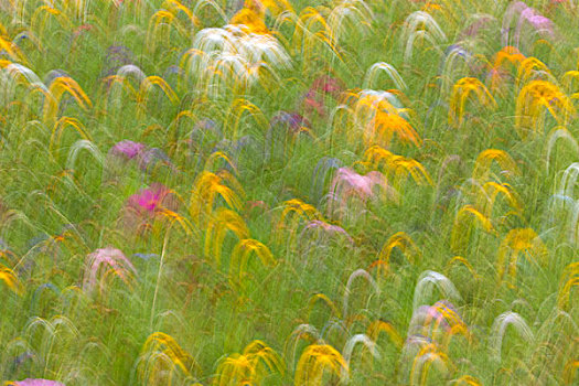 夏日草地,花地,抽象画面