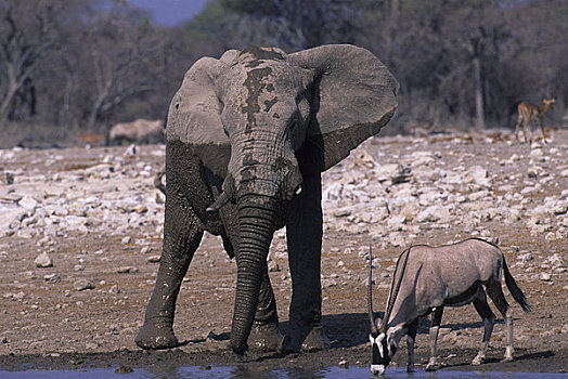 非洲,纳米比亚,埃托沙国家公园,大象,长角羚羊,水潭