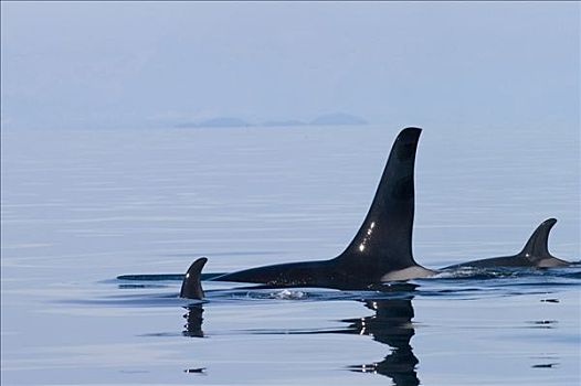 逆戟鲸,平面,东南阿拉斯加